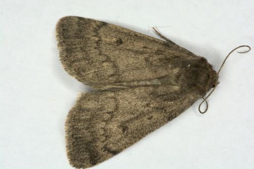 Réf. 283 310 : Athetis pallustris